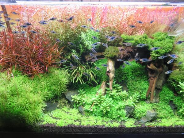 アクアテイラーズ