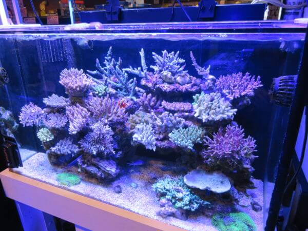 アクアテイラーズ