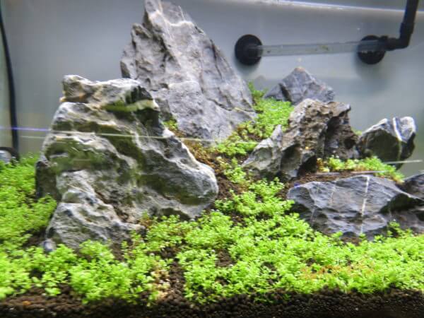 アクアテイラーズ