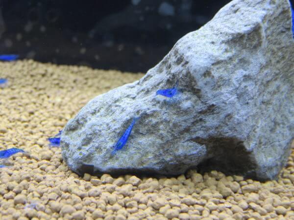 アクアテイラーズ