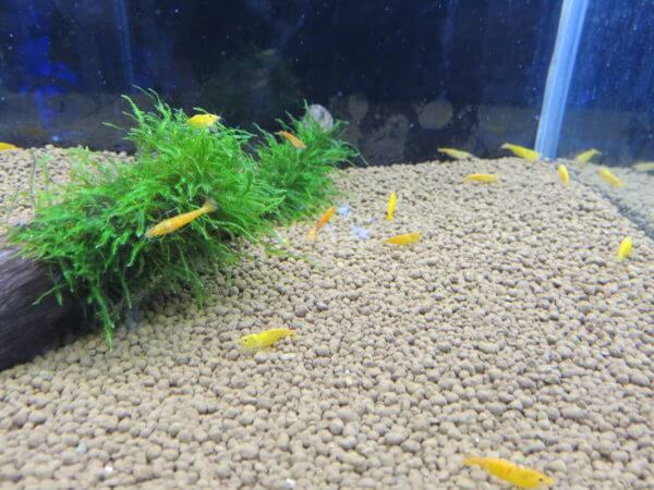 アクアテイラーズ