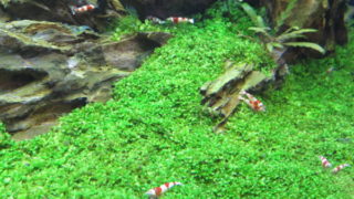 アクアテイラーズ