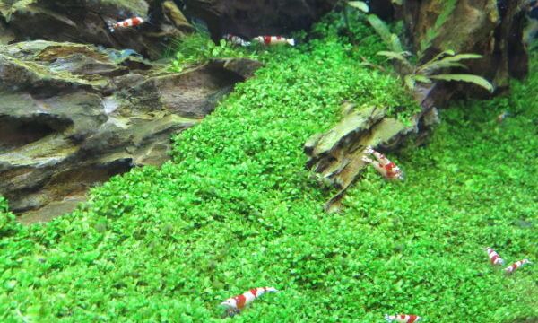 アクアテイラーズ