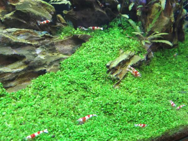 アクアテイラーズ