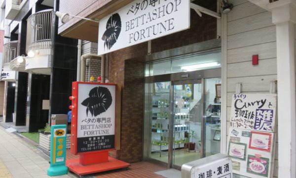 ベタショップ フォーチュン