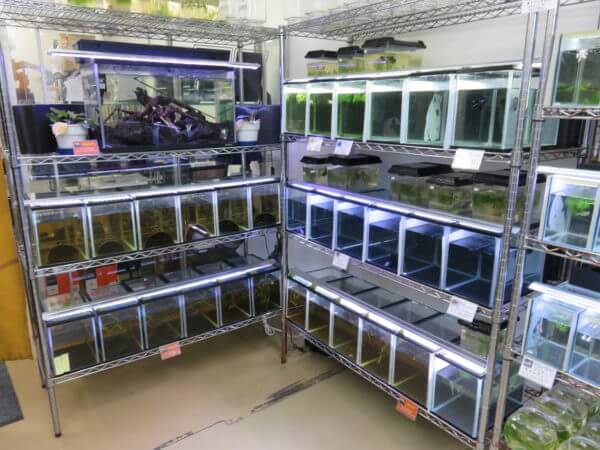 ベタ フォーチュン