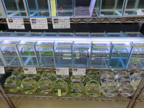 ベタ フォーチュン