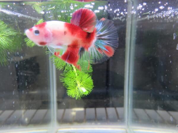 ベタ フォーチュン