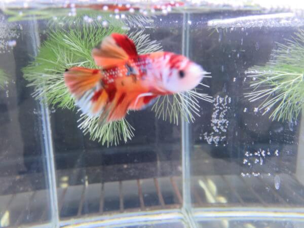 ベタ フォーチュン