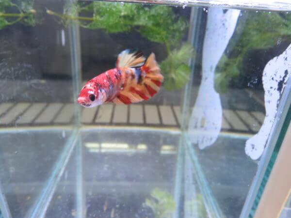 ベタ フォーチュン