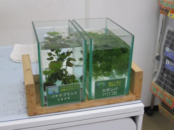 ベタ フォーチュン