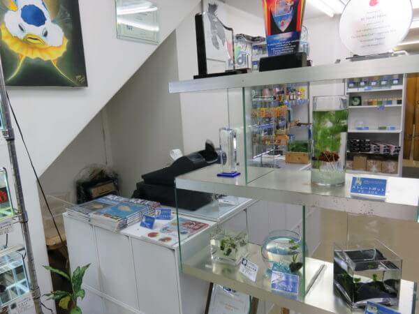 ベタ フォーチュン