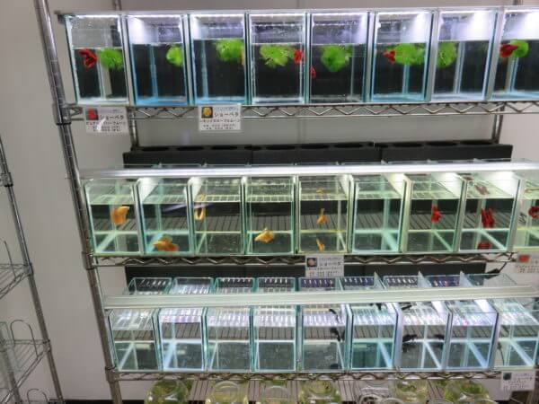 ベタ フォーチュン