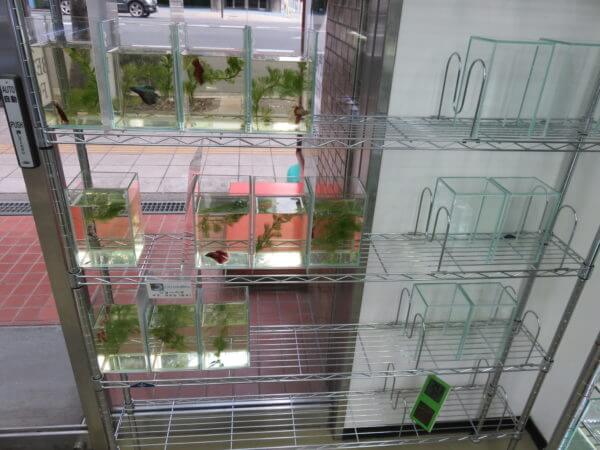 ベタ フォーチュン