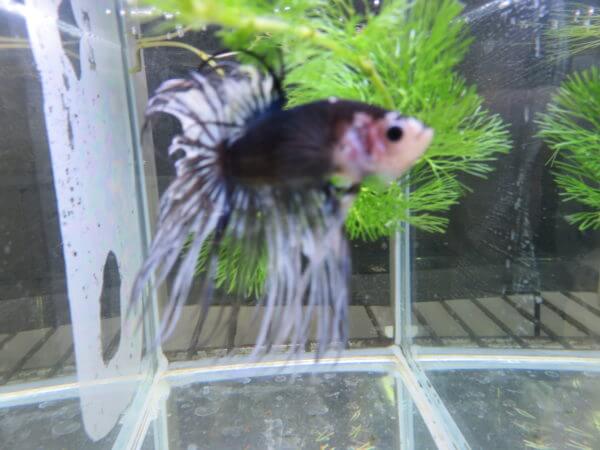 ベタ フォーチュン