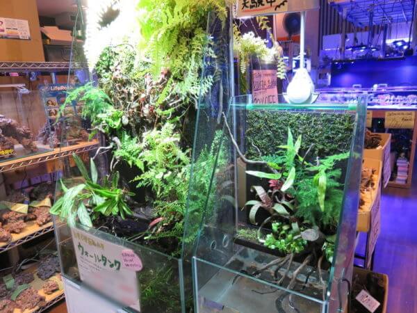 アクアテイラーズ