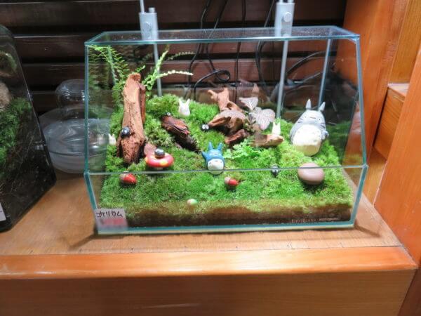 アクアテイラーズ