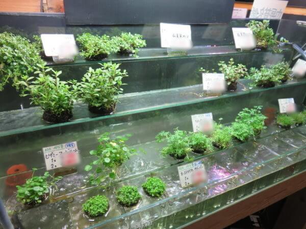 アクアテイラーズ