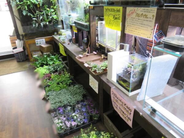 アクアテイラーズ