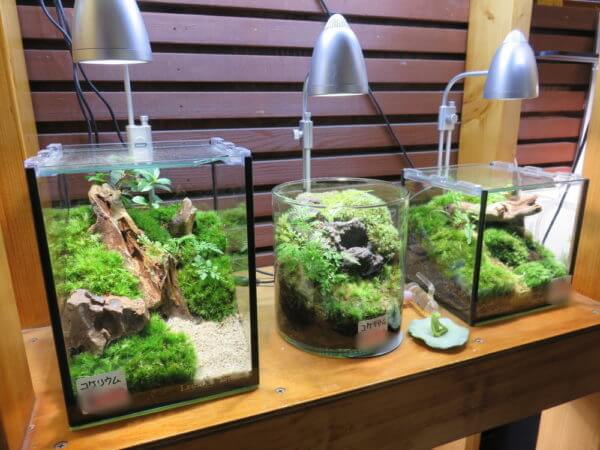 アクアテイラーズ