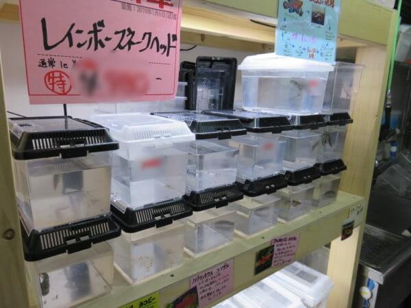 アクアテイラーズ