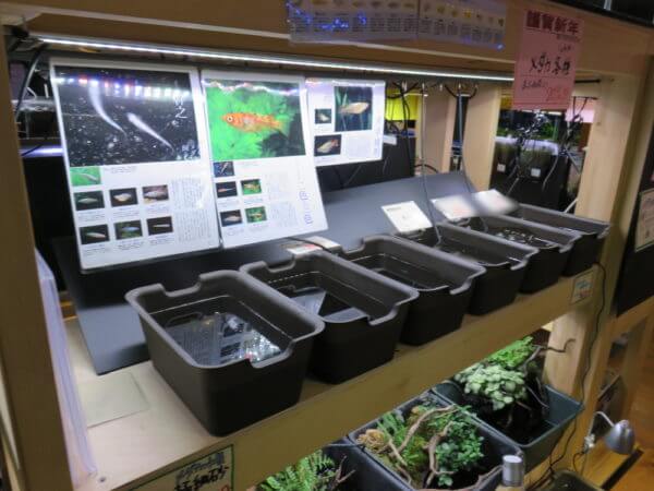 アクアテイラーズ