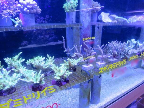 アクアテイラーズ