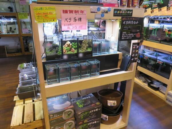 アクアテイラーズ