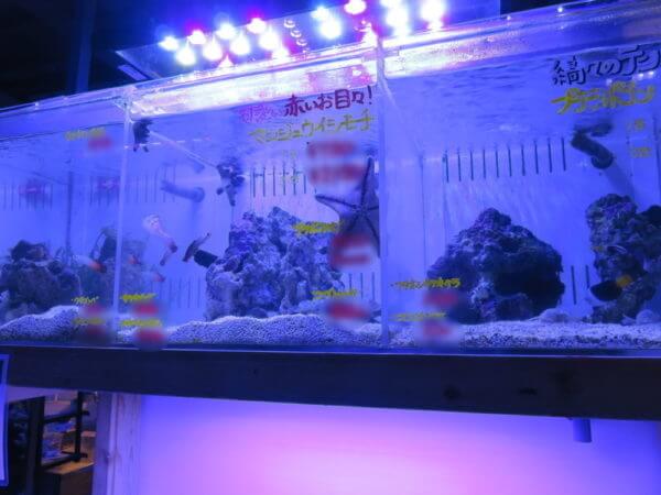 アクアテイラーズ