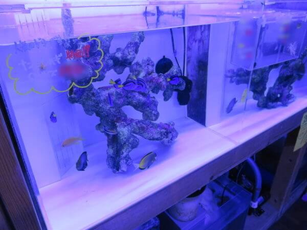 アクアテイラーズ