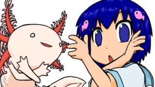 ウーパールーパーと流川海里