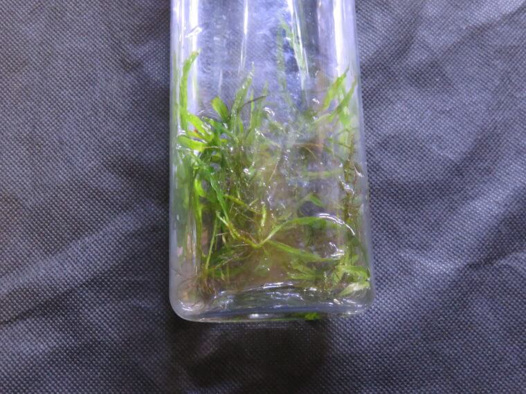 ミクロソリウムｓｐ．ランジャウエンティマウ産