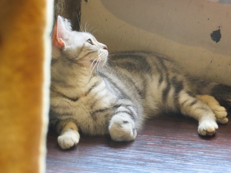 猫カフェ ミネット