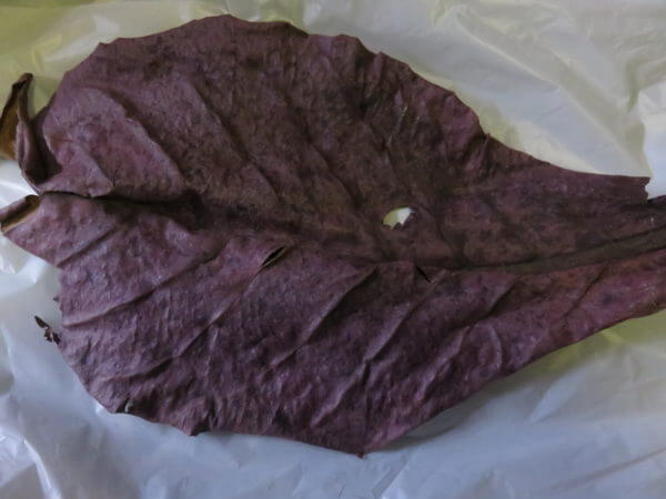 アクアクイーン