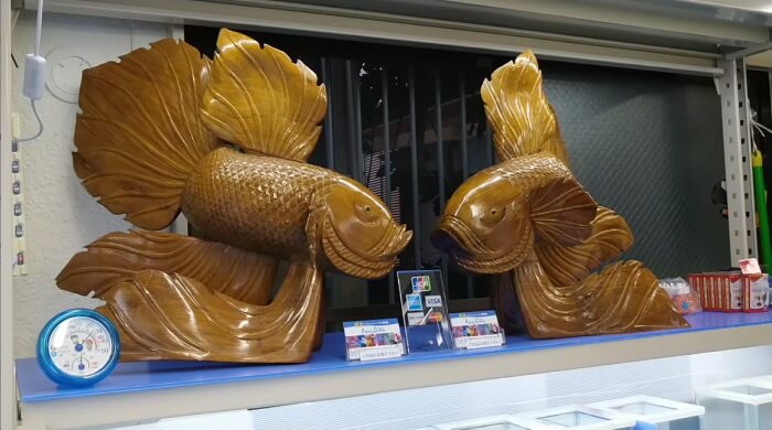 ベタ専門店 アクアクイーン