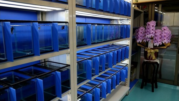 ベタ専門店 アクアクイーン