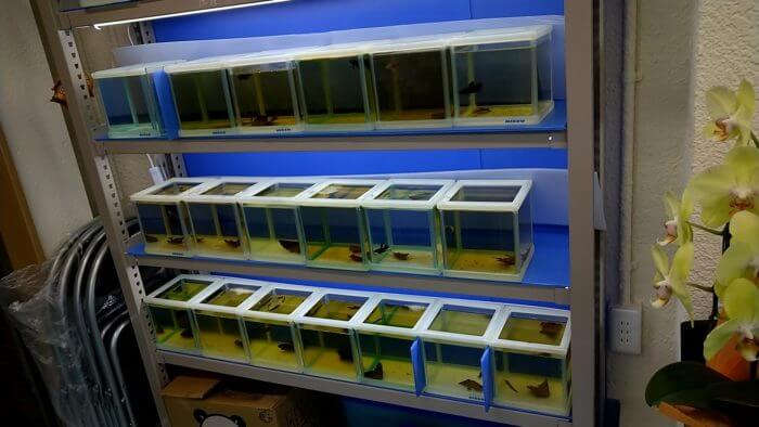 ベタ専門店 アクアクイーン