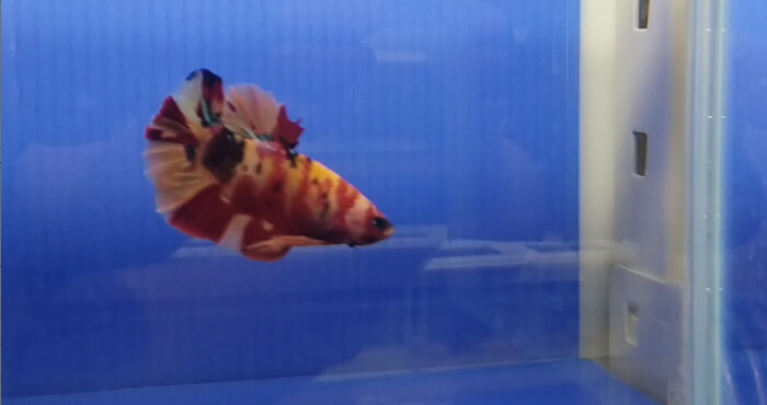 ベタ専門店 アクアクイーン