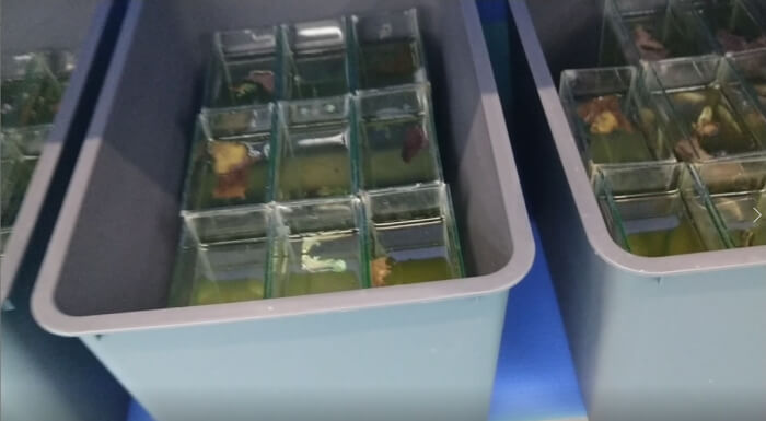 ベタ専門店 アクアクイーン