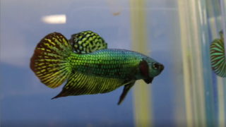 ベタ専門店 アクアクイーン