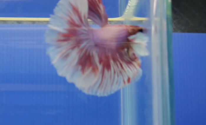 ベタ専門店 アクアクイーン