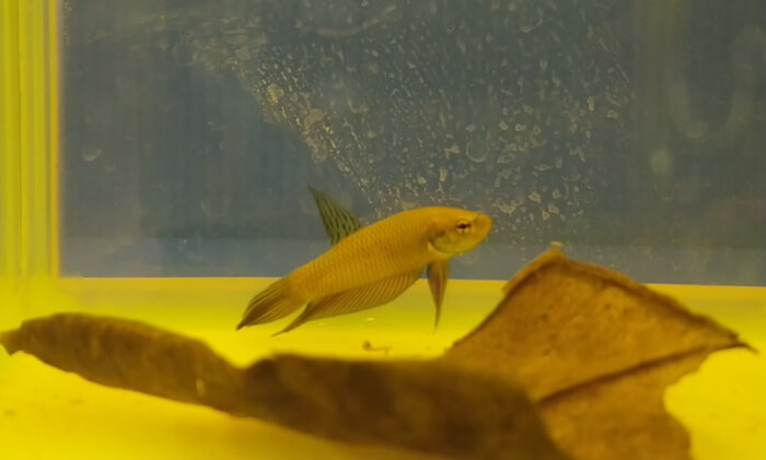 ベタ専門店 アクアクイーン