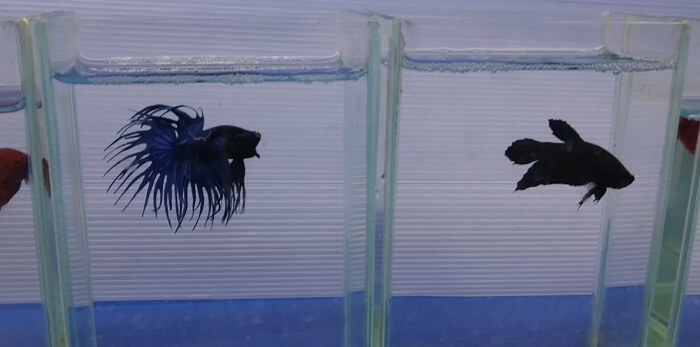 ベタ専門店 アクアクイーン