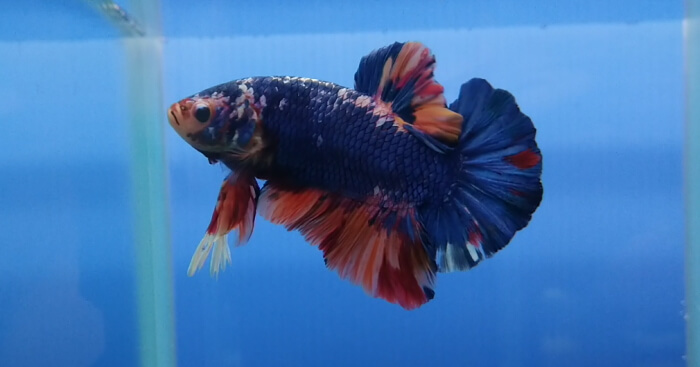 ベタ専門店 アクアクイーン