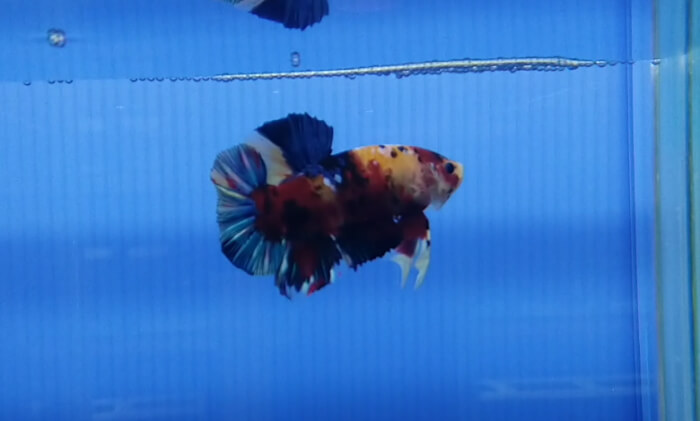 ベタ専門店 アクアクイーン