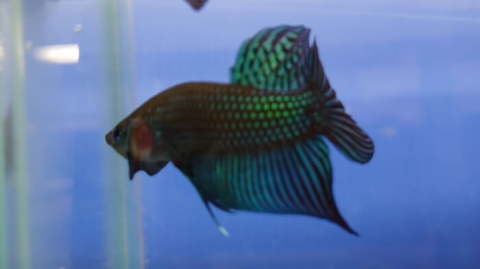 ベタ専門店 アクアクイーン