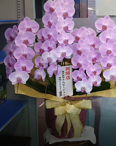 ベタ専門店 アクアクイーン