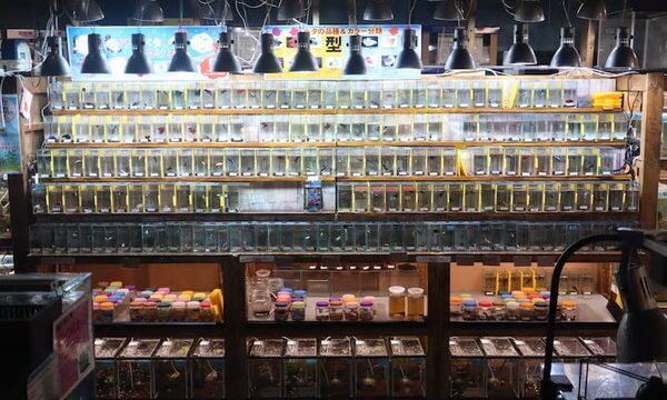 ペットの専門店コジマ ベイタウン横浜本牧店