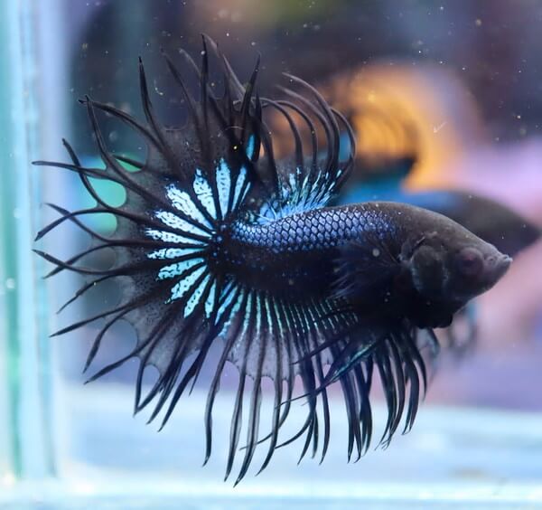 ペットの専門店コジマ ベイタウン横浜本牧店