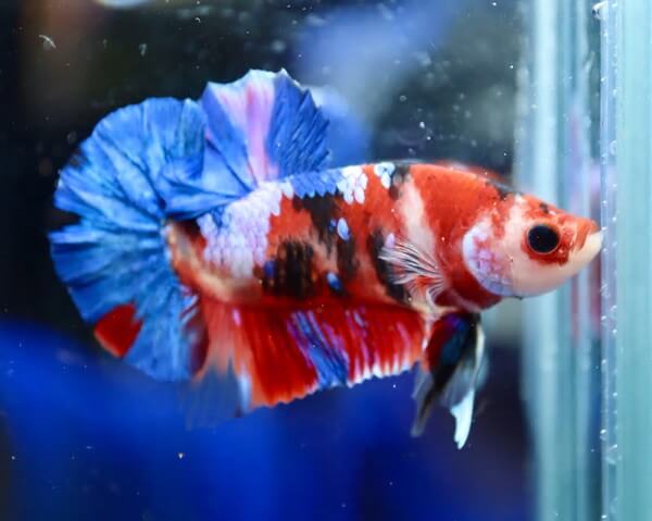 ペットの専門店コジマ ベイタウン横浜本牧店